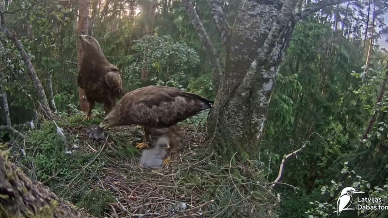 Letonia silvestre: Grietina bajo el asedio de los arrendajos, Águila moteada menor 🦅 1ª parte