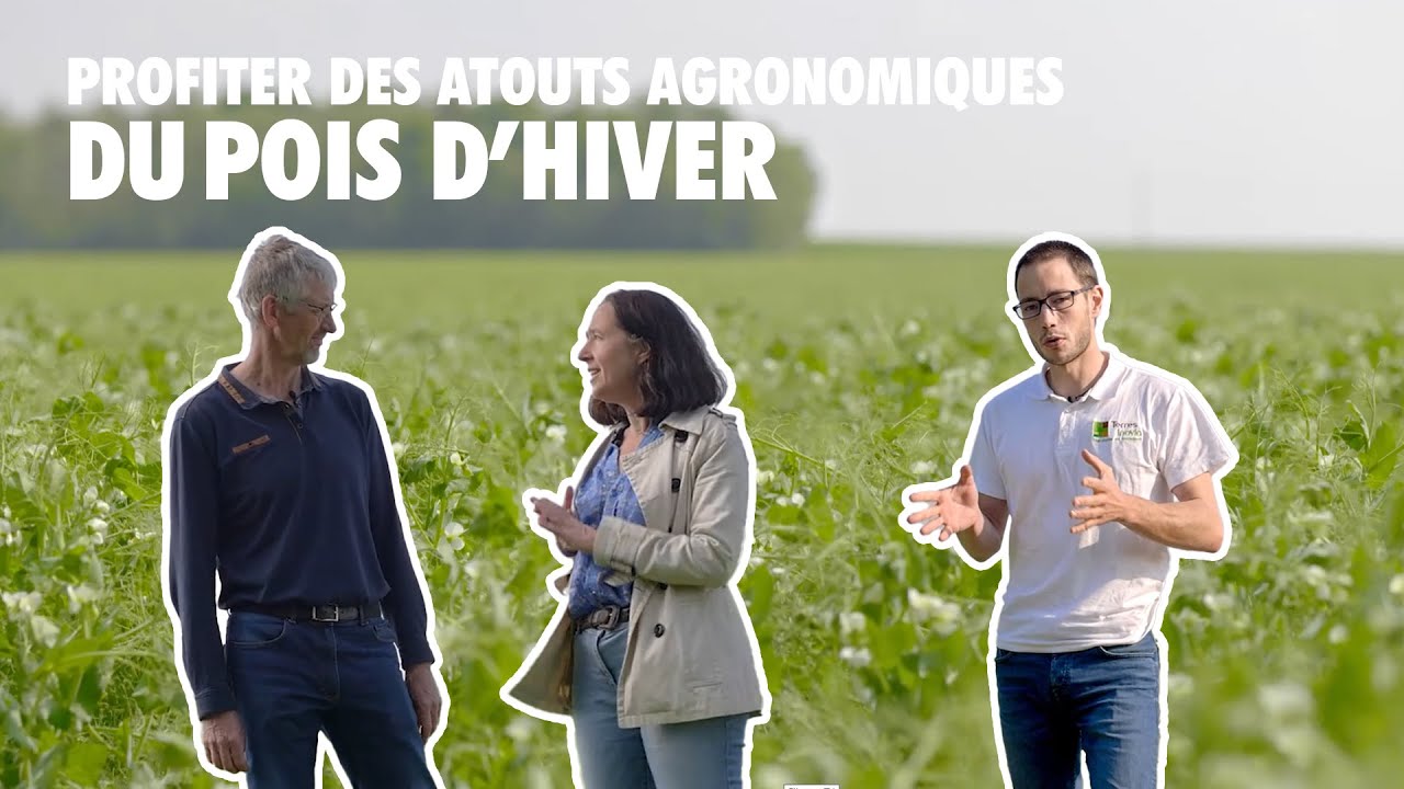 Les bénéfices du pois d'hiver selon Xavier Delaitre | Les pieds dans les champs