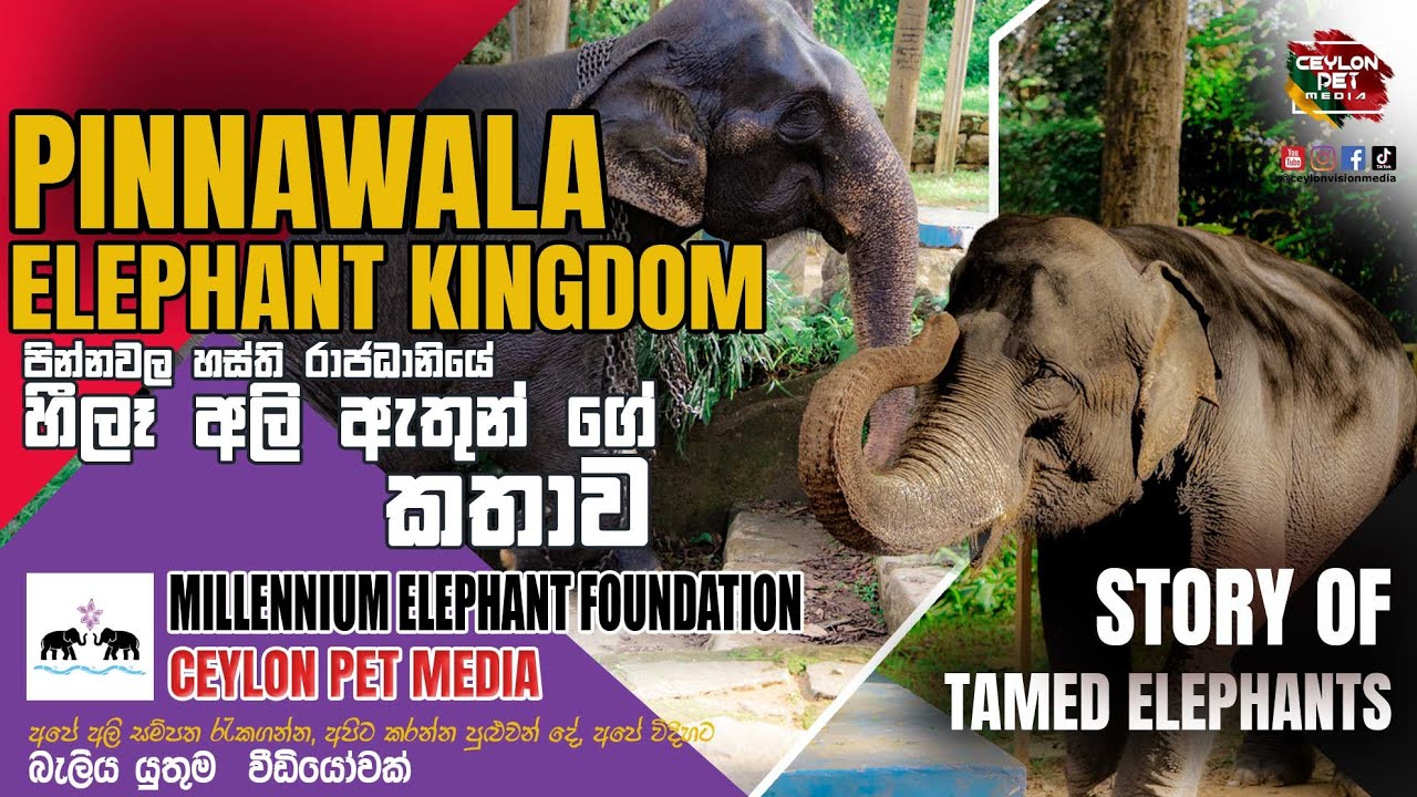 Tamed Elephants Pinnawala  | හීලෑ අලි ඇතුන් ගේ කතාව |  Millennium  Elephant Foundation