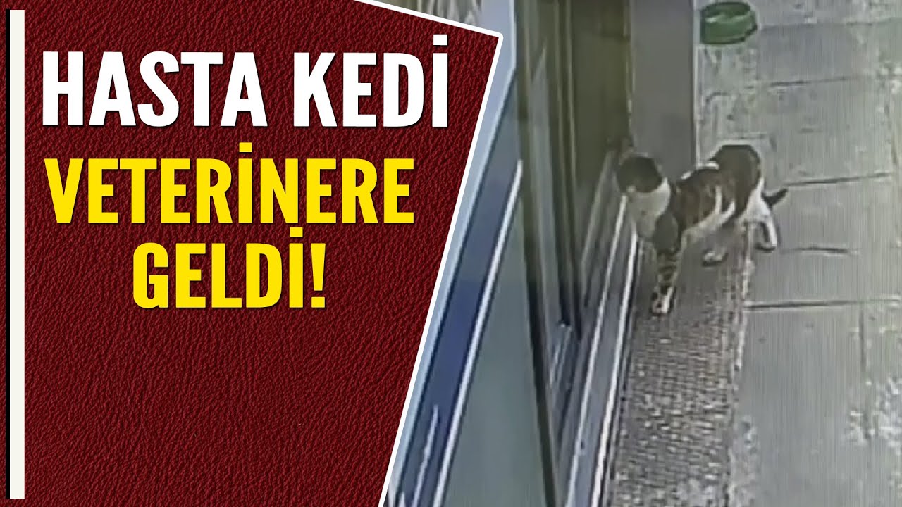 HASTA KEDİ VETERİNERE GELDİ!