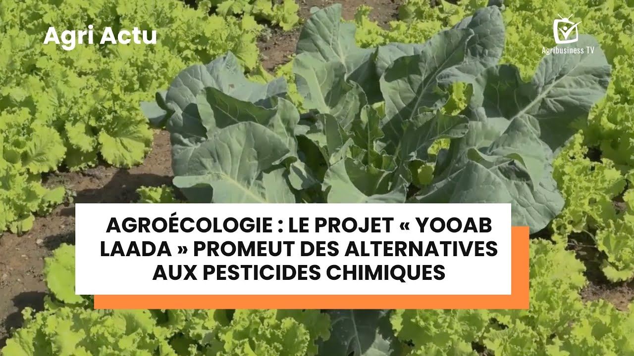 Agri Actu :Agroécologie, le projet « Yooab Laada » promeut des alternatives aux pesticides chimiques