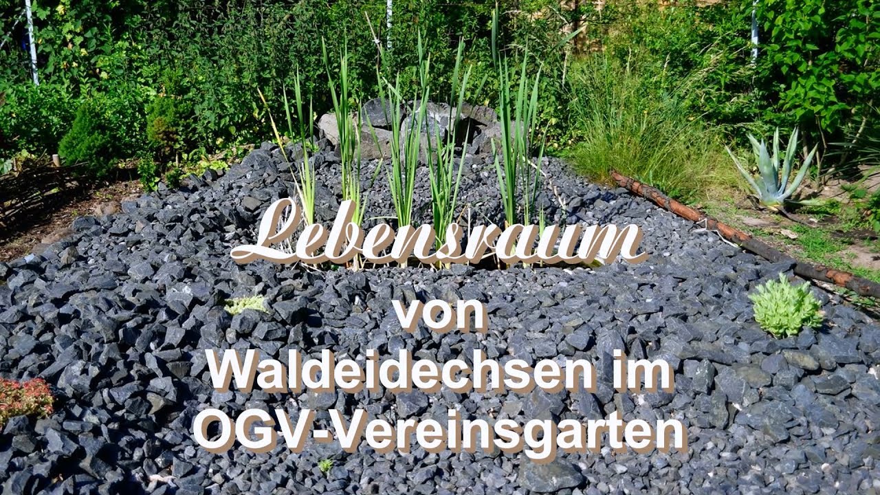 Lebensraum von Waldeidechsen (Zootoca vivipara) im OGV-Vereinsgarten von Nauheim