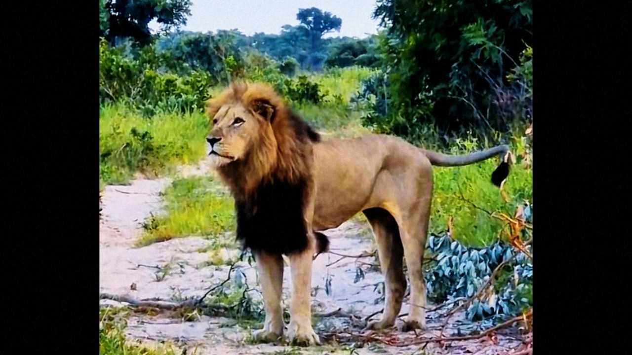Plains Camp Male Lion of Sabi Sands | This Morning