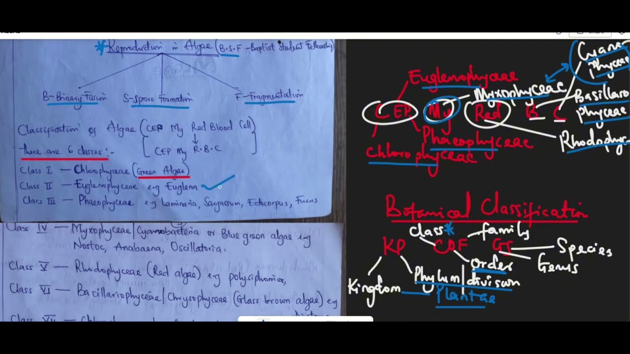 A-LEVEL ALGAE MADE SIMPLE PART 2