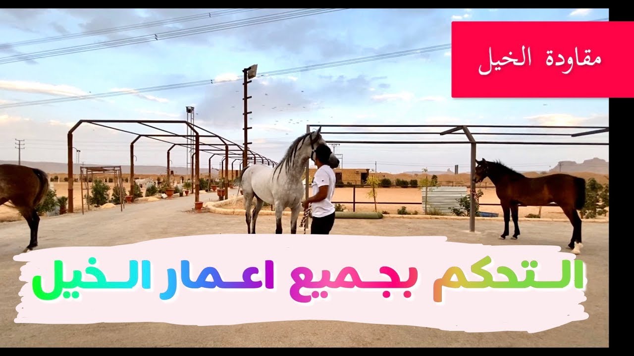 كيف تقاود الخيل وتخليها تحترمك سواء فحل او غيره ؟  فيديو قاودنا فيه (غالب الاعمار)