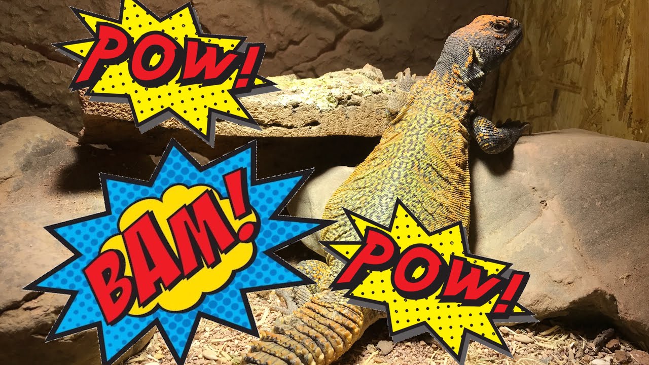 uromastyx nigriventris : fouette queue ?