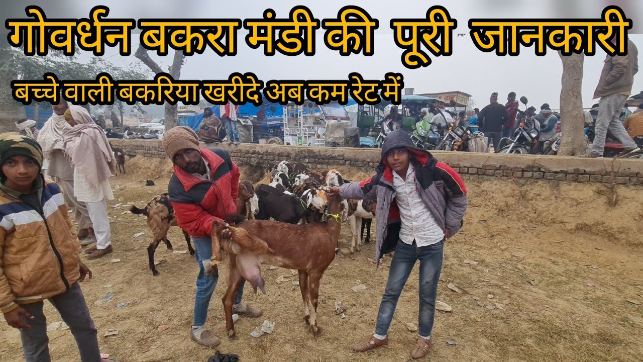 Goverdhan Goat Market Visit Today || Mathura Local Goat Market | Dairy Milk Goat battisi