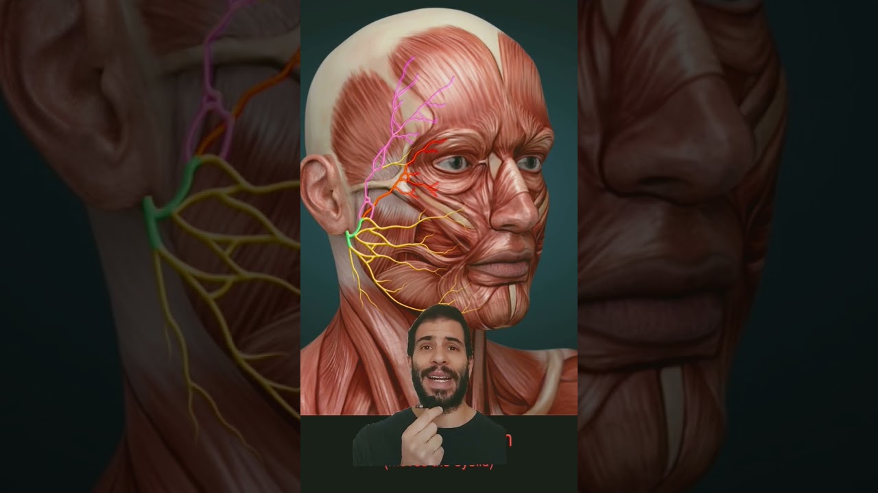 PAR&Aacute;LISIS FACIAL