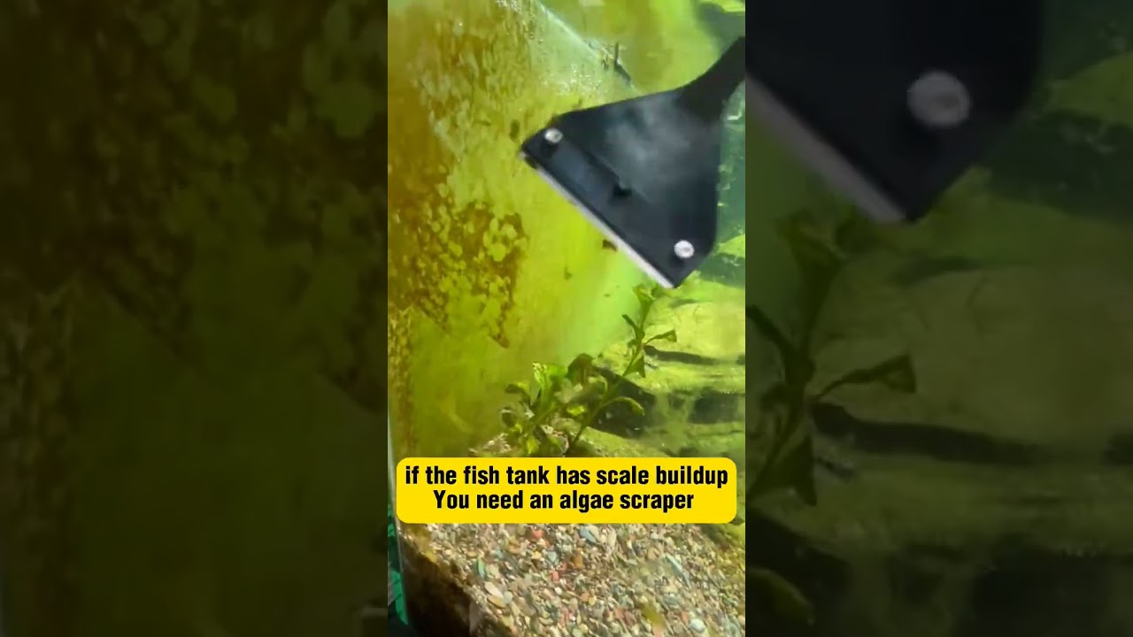Best Algae Scraper #fishaquarium #plantedtank #fishtank