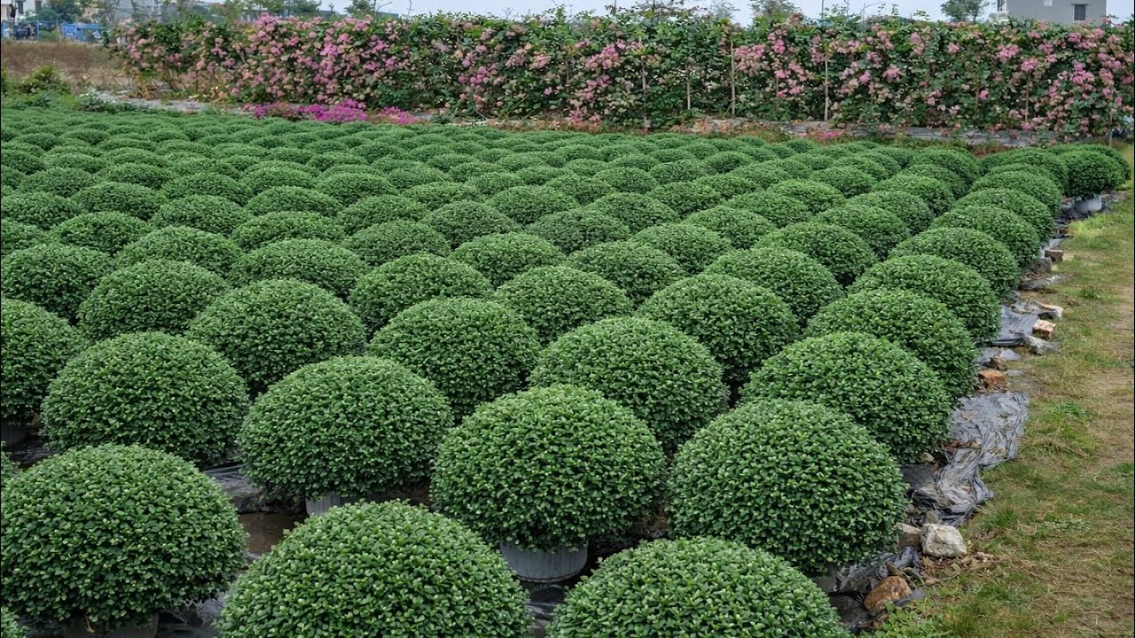 Vườn hoa giấy phớt hồng sakura, cúc mâm xôi và đào Tết