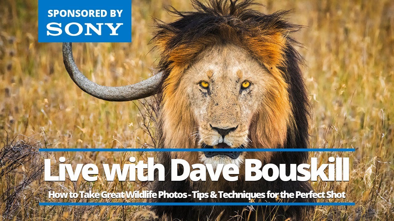 Vistek Live: A Conversation with Wildlife Photographer Dave Bouskill