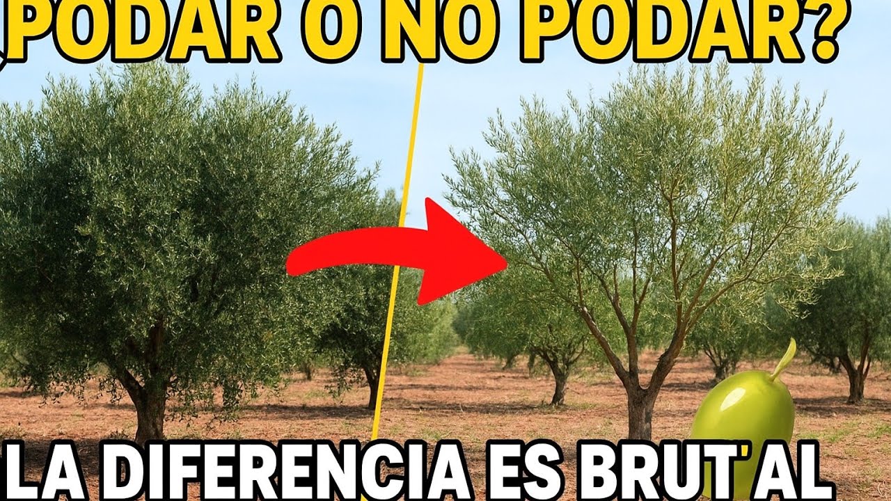 🟥 ¿Por Qué Podar el Olivo? Evidencia Práctica de su Impacto a la Cosecha