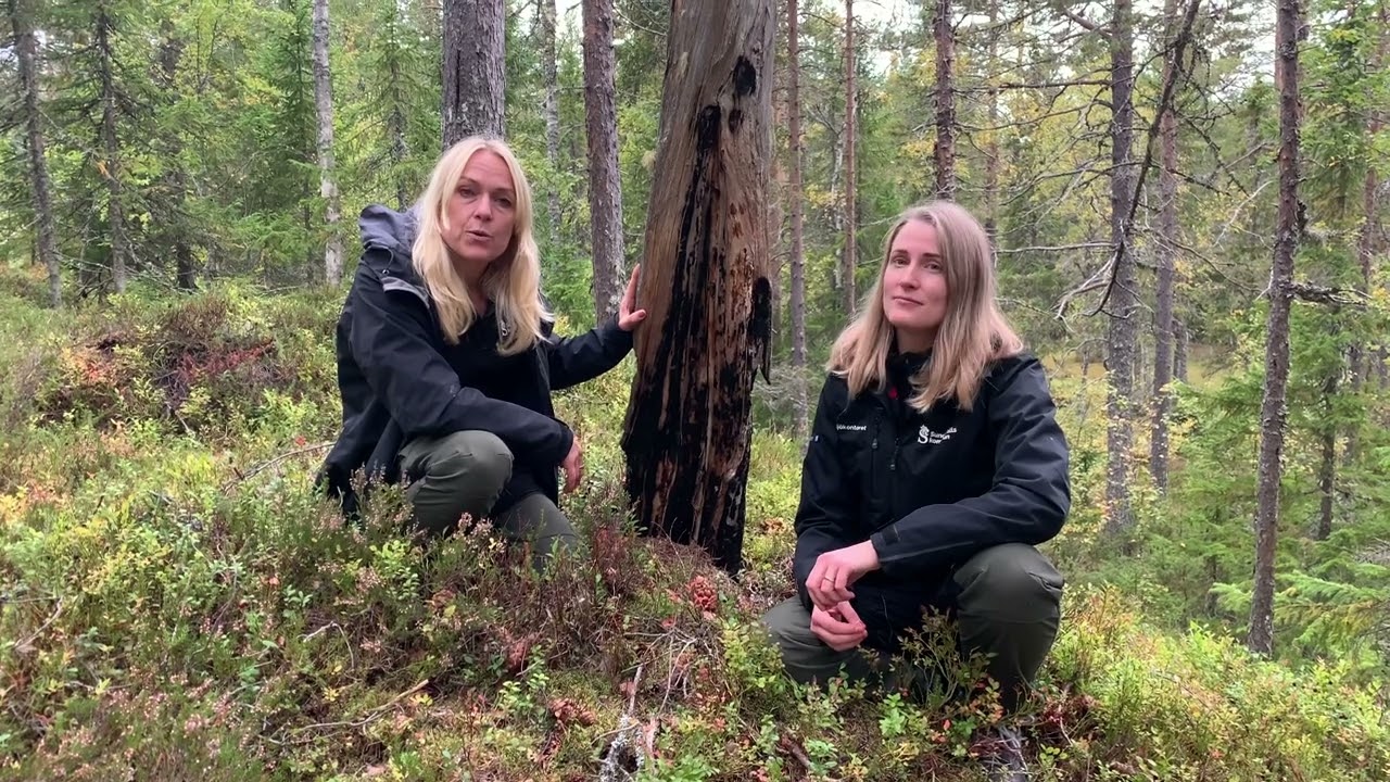 Så avslöjar tallarna när det brann i Målstaallmänningen
