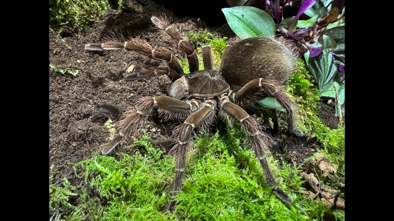 Theraphosa blondi, Goliath Birdeater  rehouse and care