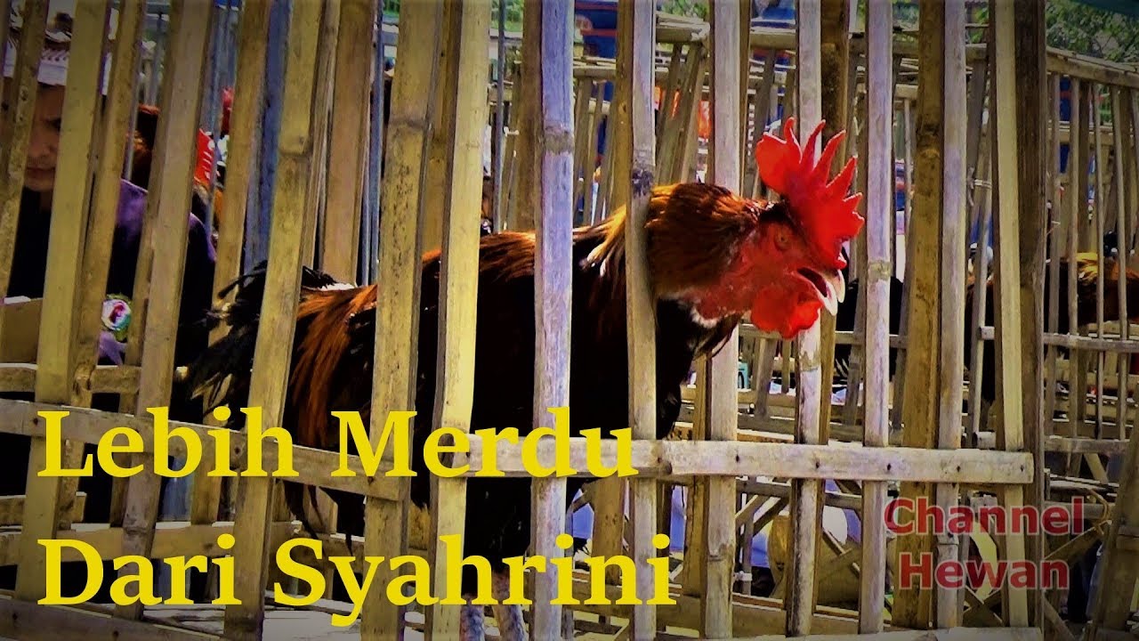 Ayam pelung juara 50 Juta Kalah sama Ayam Biasa