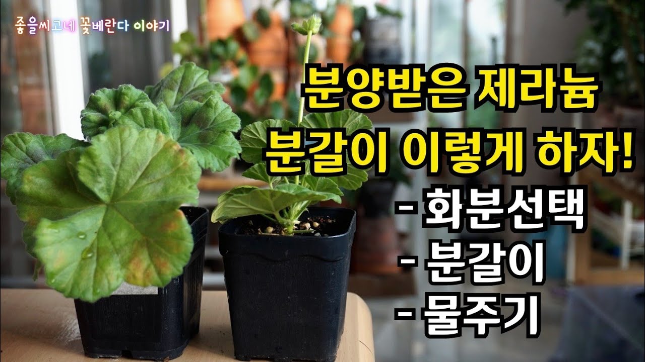 #Pelargonium 분양받은 제라늄  분갈이 이렇게 하자!