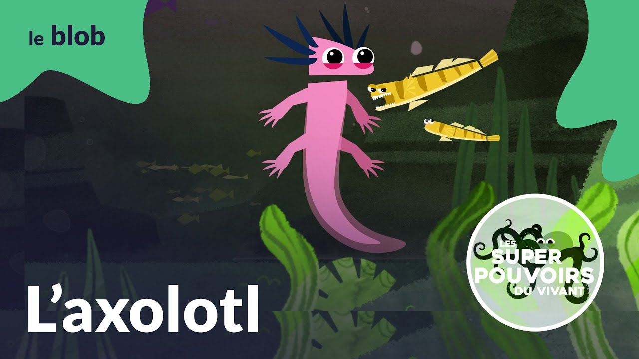 L’axolotl, le monstre des lacs mexicains | Les super-pouvoirs du vivant