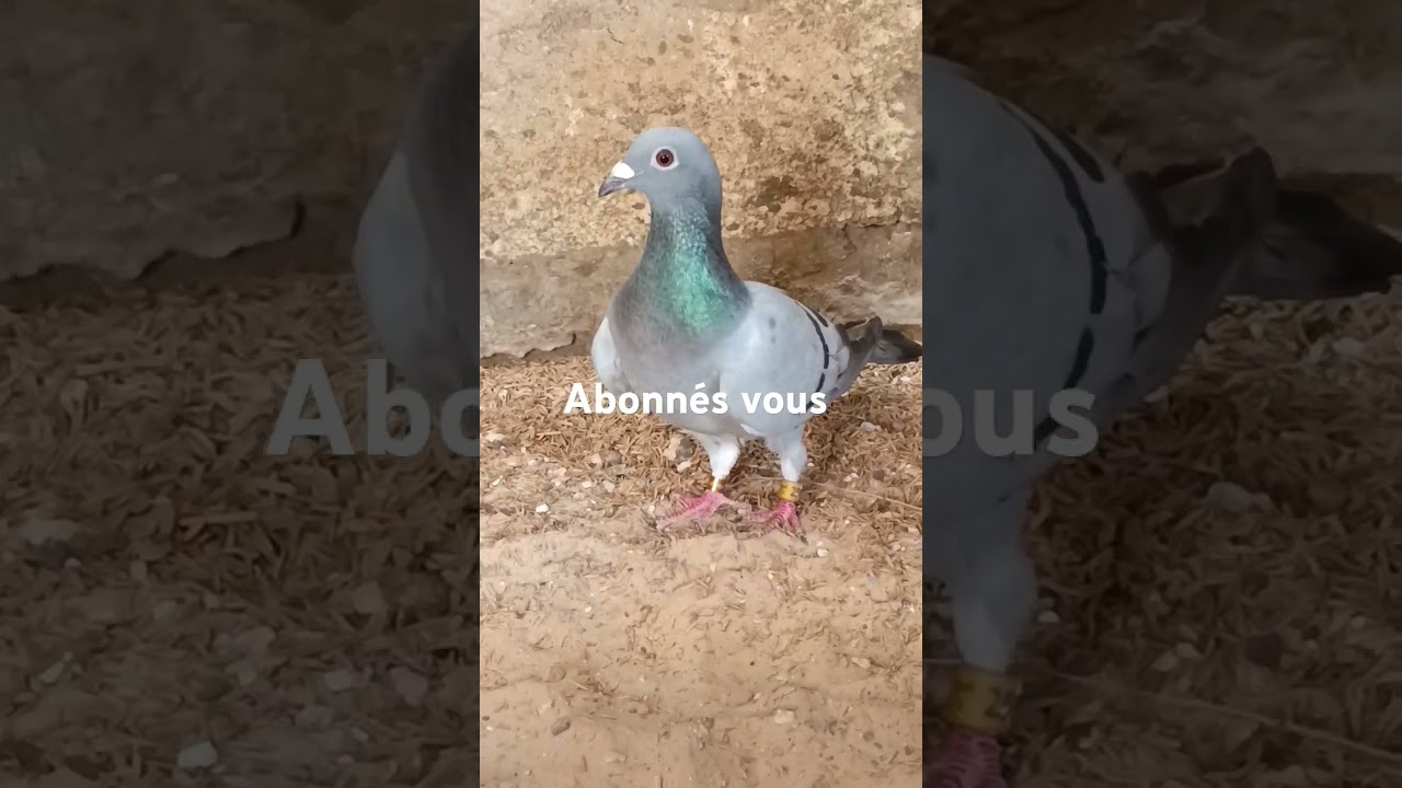 pigeon voyageur  S&eacute;n&eacute;gal