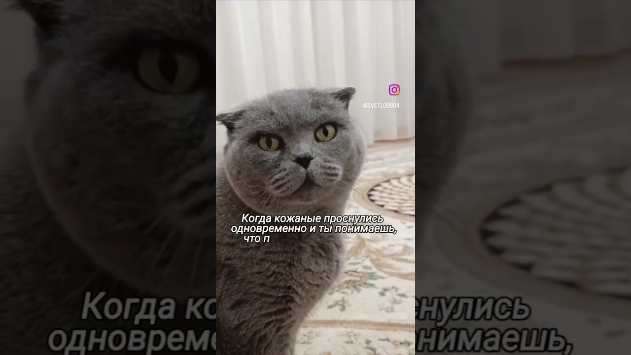 #cat #веселыекоты #кот #мартин