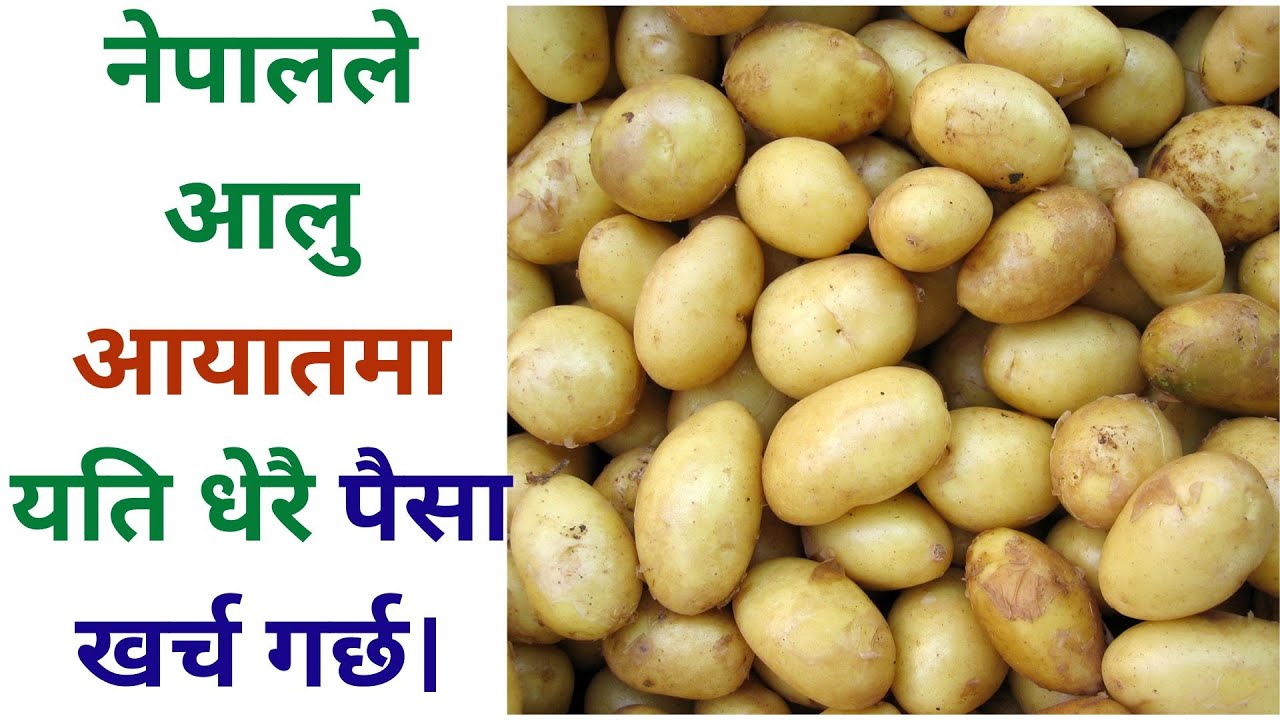 नेपालले आलु आयातमा मात्र यति धेरै पैसा खर्च गर्छ। 