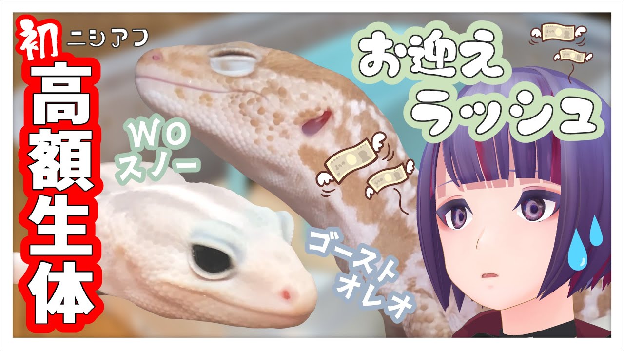 【お迎えラッシュ①】過去一の高額生体！？ハイクオリティのニシアフをお迎えしていました！！！【VTuber/個人勢/個人VTuber/爬虫類/レプタイル/レオパ/ニシアフ/ニシアフリカトカゲモドキ】