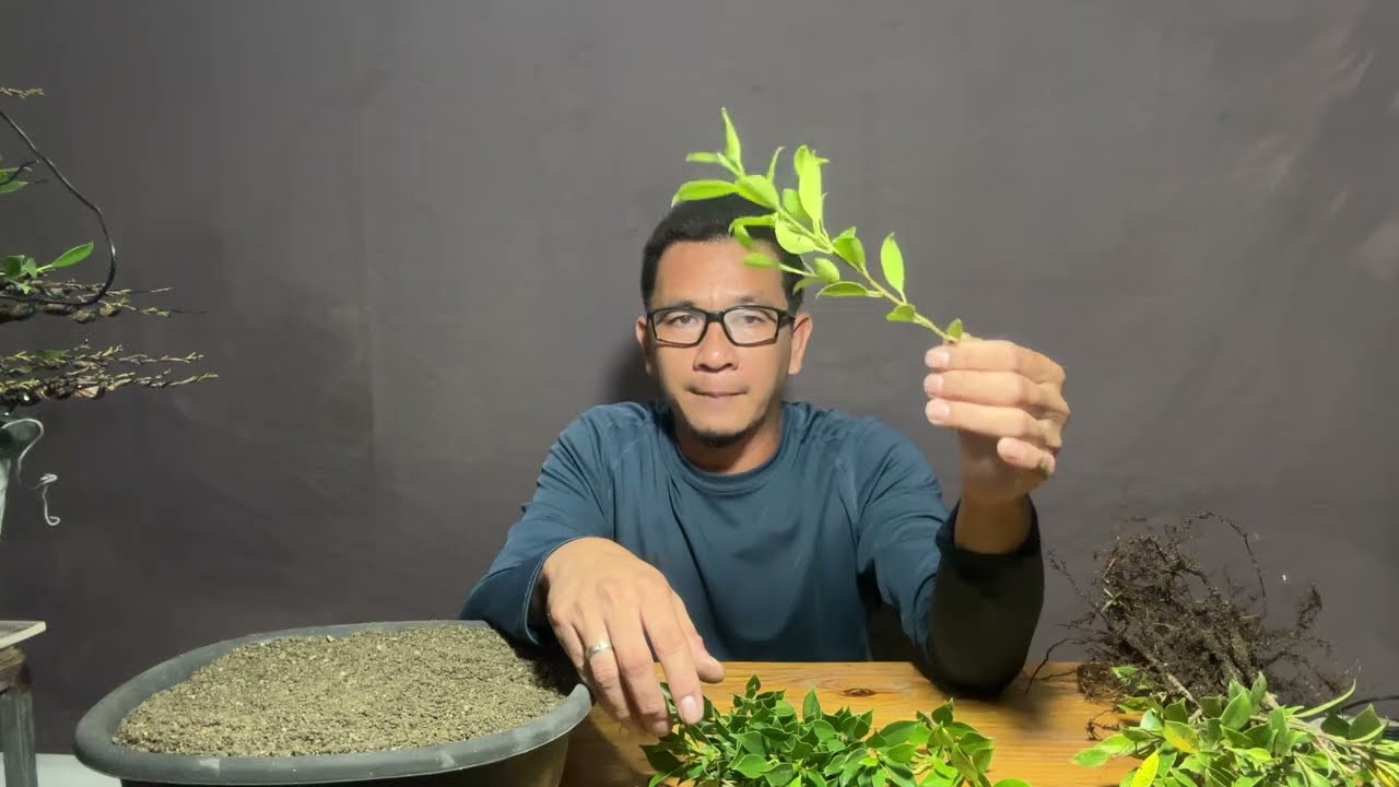 Vlog #04: Tips on How to Fuse Ficus Microcarpa (Banyan)