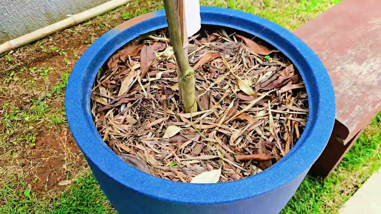 VEJA COMO ESTÁ O MEU QUINTAL E OS PÉS DE LARANJA 