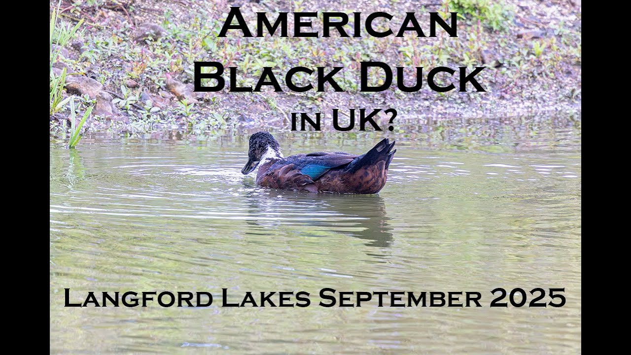 A year at Langford Lakes - Rare UK visitor from USA? September 2025