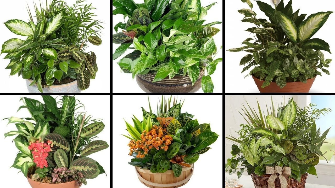 40 Beautiful Houseplants Arrangements ideas/Decorating with Houseplants/Great table top arrangements