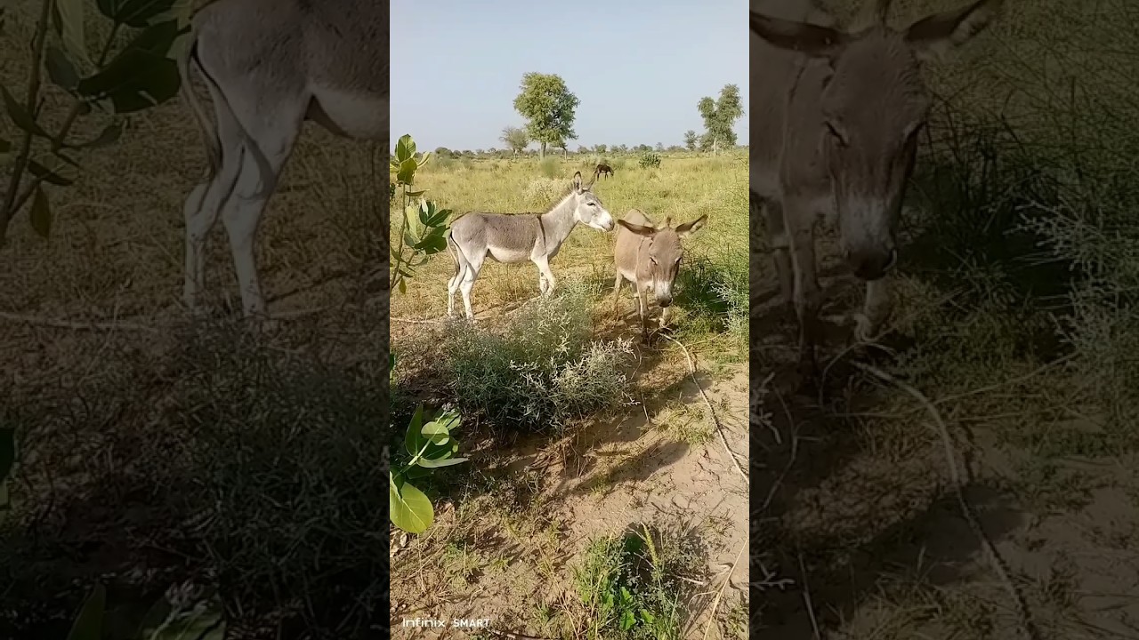 Two donkeys showing natural behavior in the wild#donkey #animals #nature#wildlife