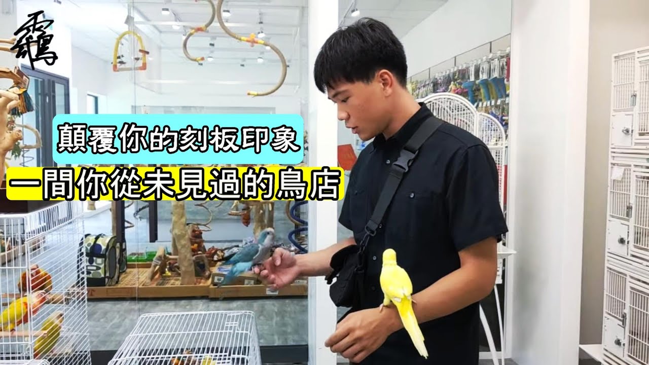 【精鵡瘋雲】【雲遊四海】大鸚帝國，一間你從未見過的鳥店!顛覆你對鳥店的刻板印象