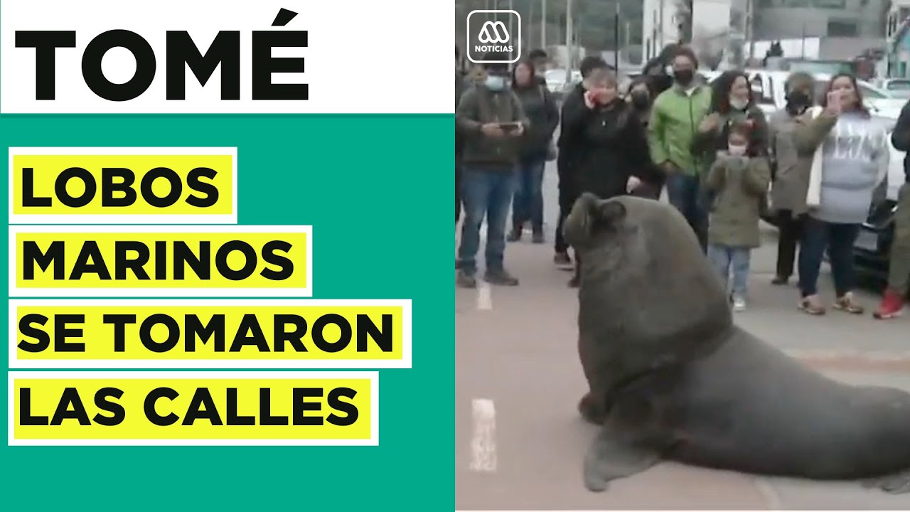 Lobos marinos se pasean por calles de Tomé: Generan riesgo para transeúntes y automovilistas