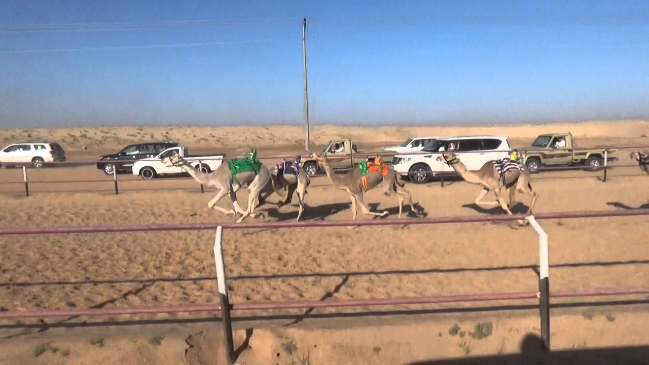 الذيبه لـ محمد عويض الجهني تنتزع شوط البكار المفاريد الثاني بالقصيم التوقيت 2.11