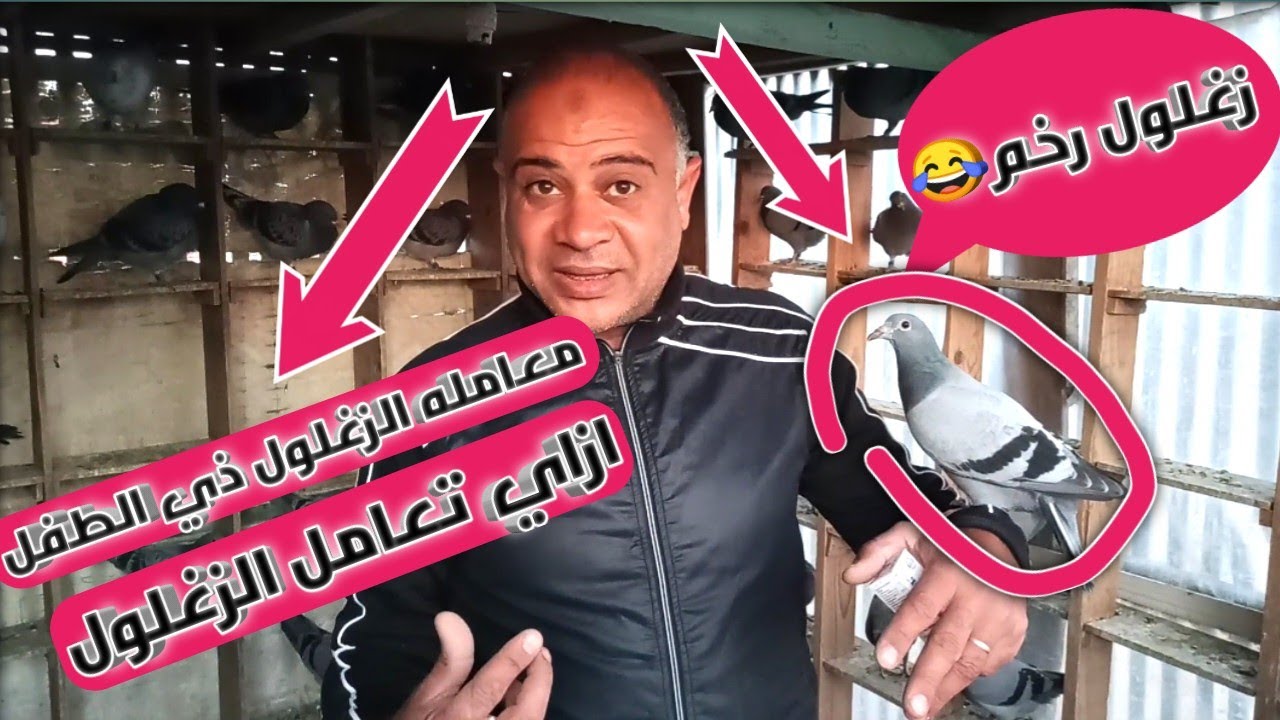ازاي تتعامل مع الزغاليل قبل ما تفتحلها للدشار