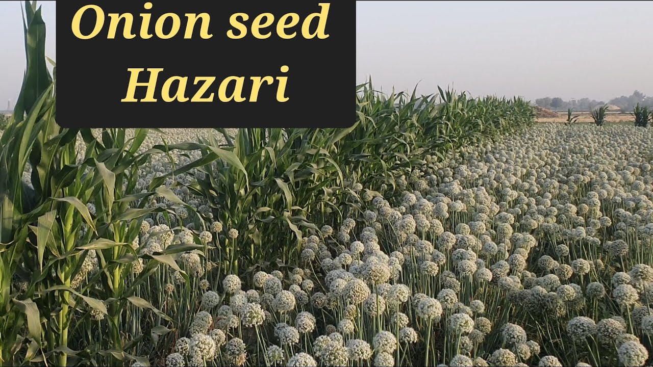 Onion seeds are cultivated in 2 types of methods