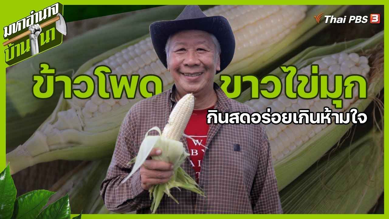 ข้าวโพดขาวไข่มุก กินสดอร่อยเกินห้ามใจ | มหาอำนาจบ้านนา