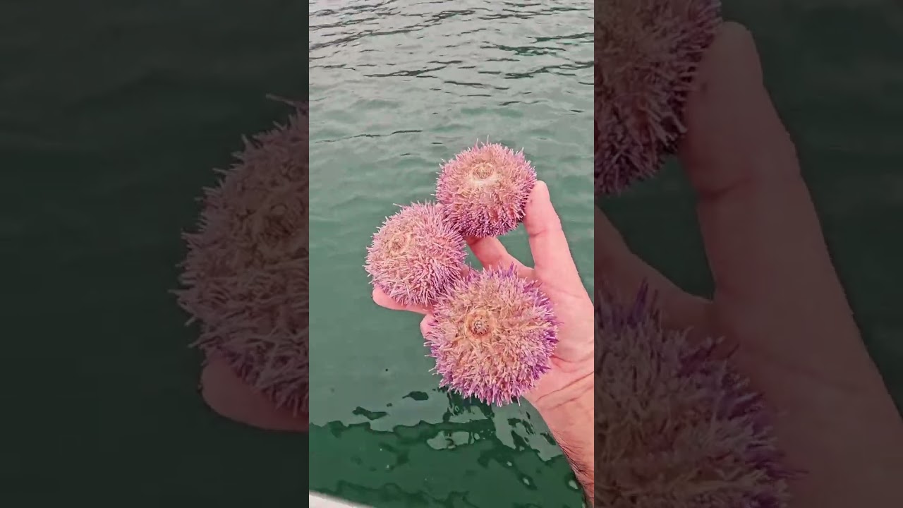 Que se  pode atopar nun día de pesca un mariñeiro  en Galicia.