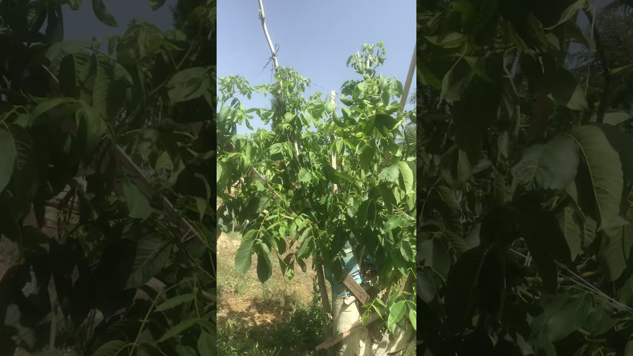 Oğuzlar 77 yeni aşı coştu