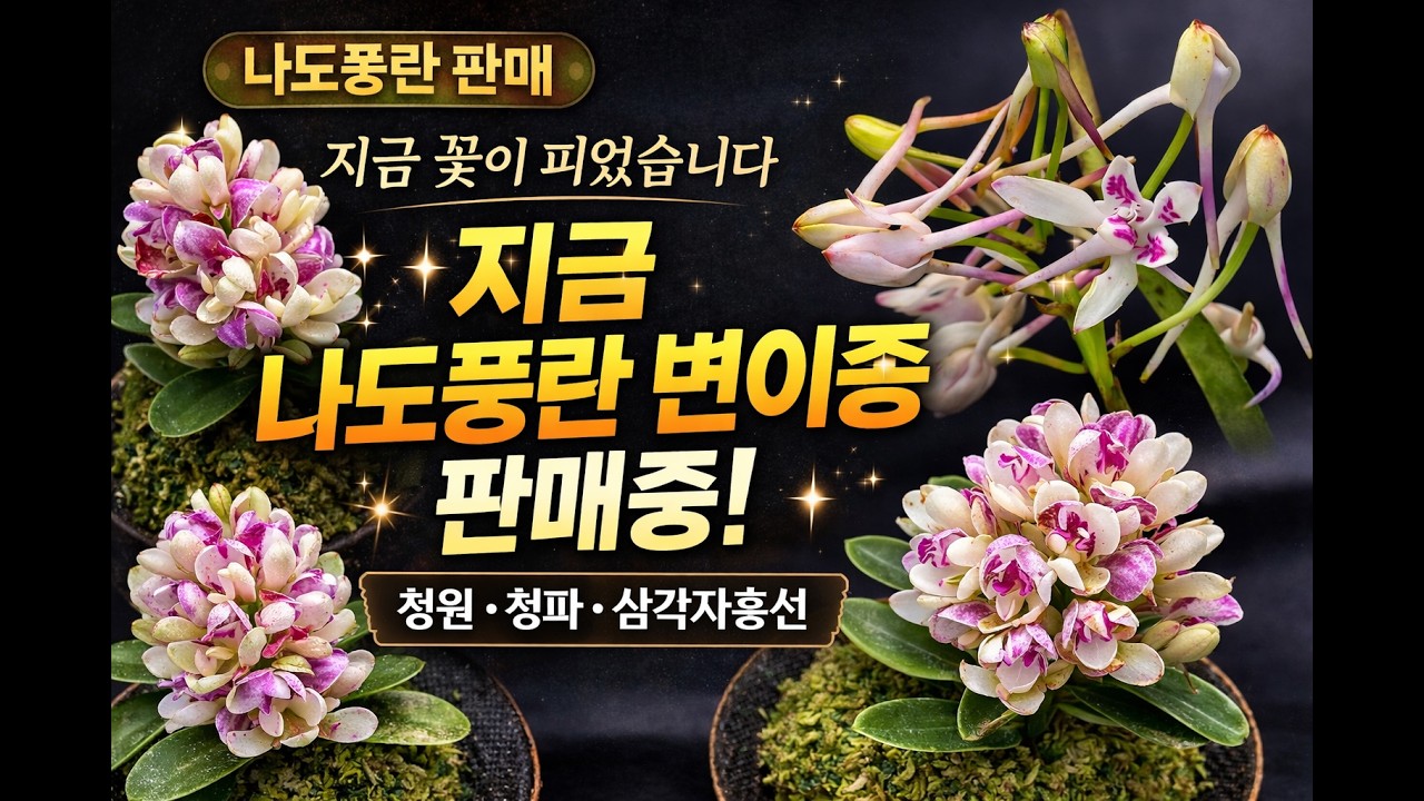 지금 꽃 피었습니다 │ 나도풍란 변이종 판매 청원 청파 삼각자홍선