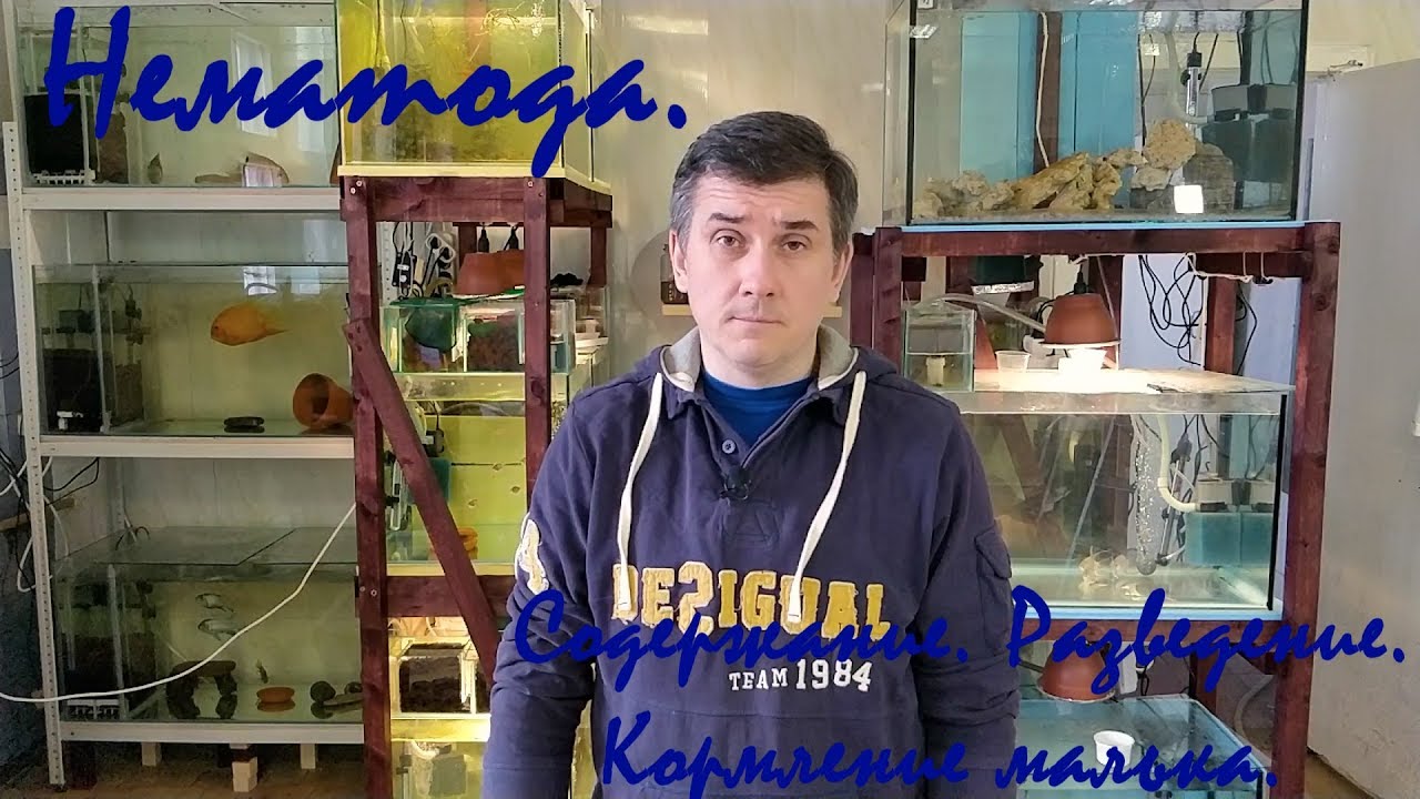 Нематода. Содержание. Разведение. Кормление малька.
