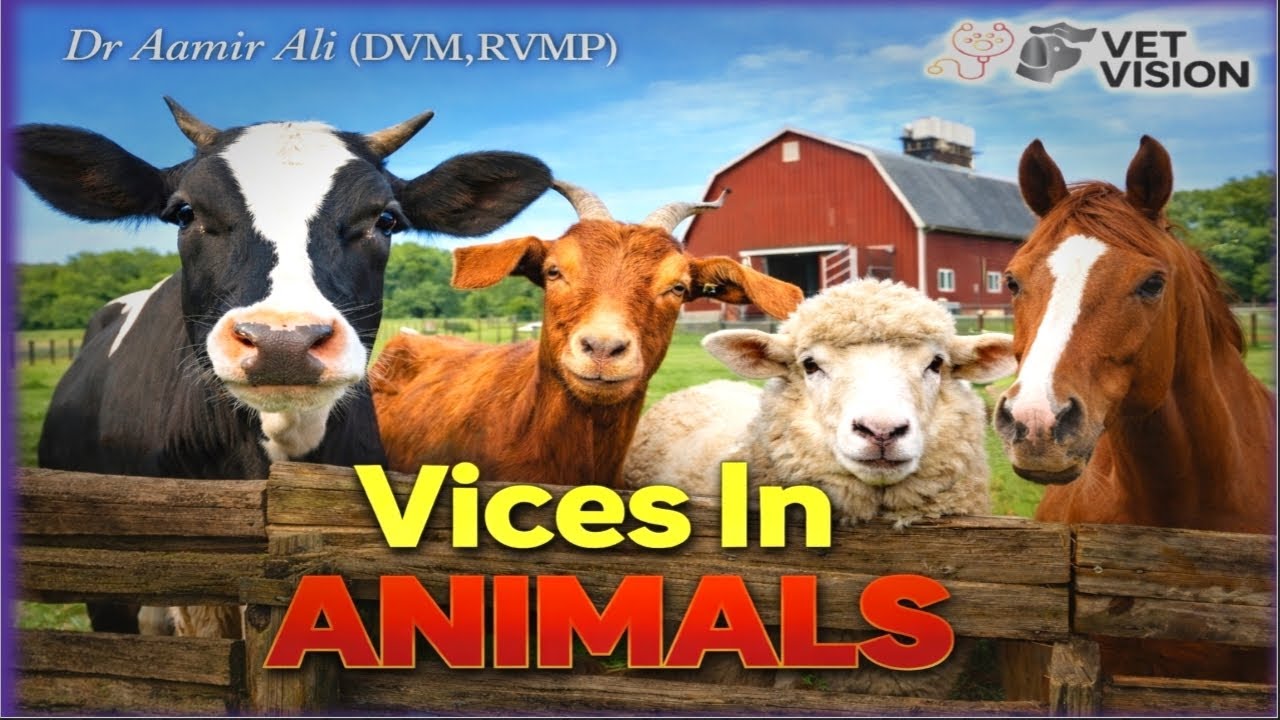 Shocking Vices In Farm Animals You Must Know! |  Vet Vision🐾