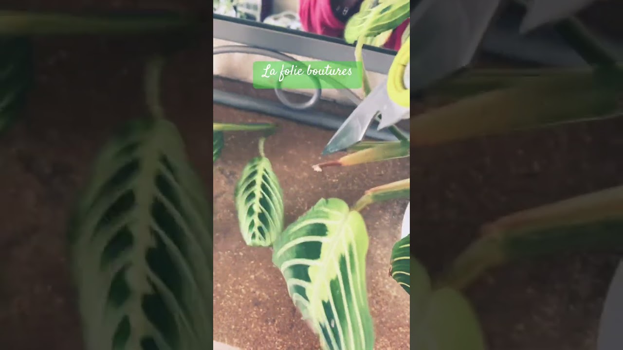 Je n&rsquo;arr&ecirc;te pas de!!💚🪴#maranta #bouture #plants #plantlover #weekend