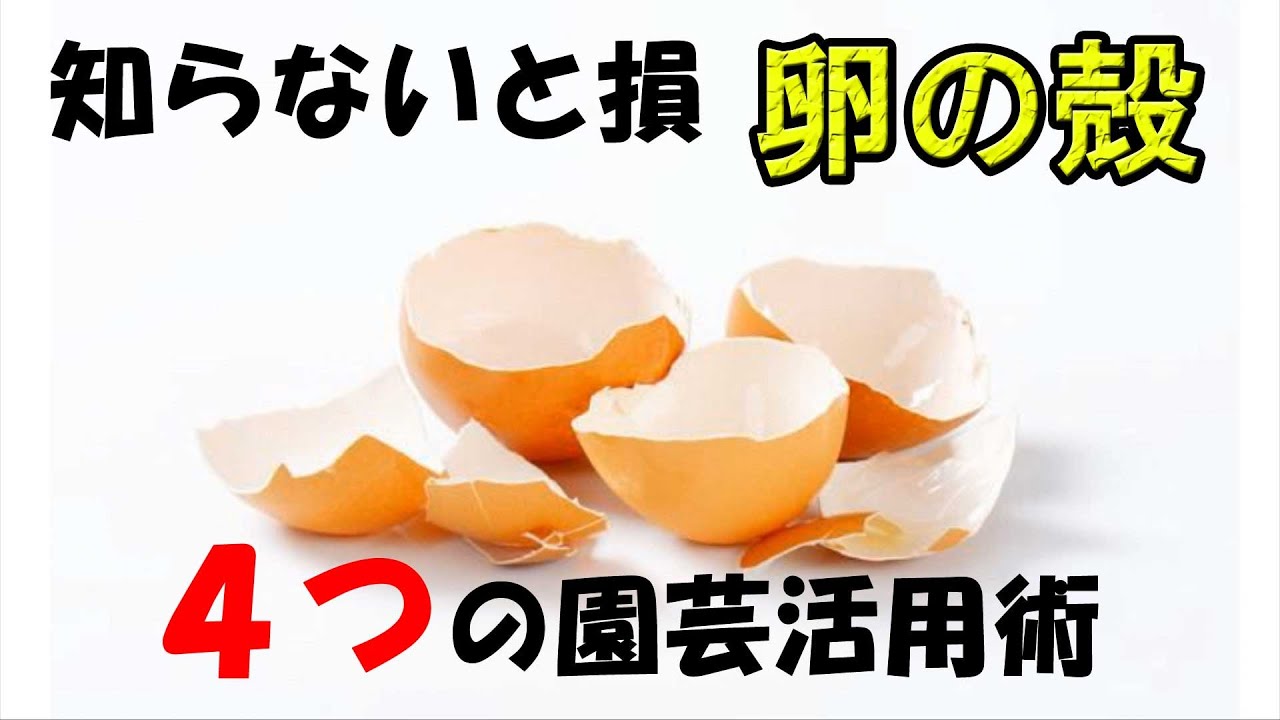 卵の殻4つの園芸活用術