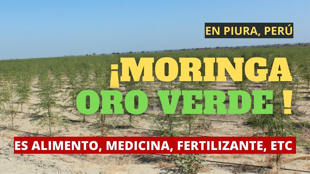 La moringa es un super alimento y se produce muy bien en Piura, Perú