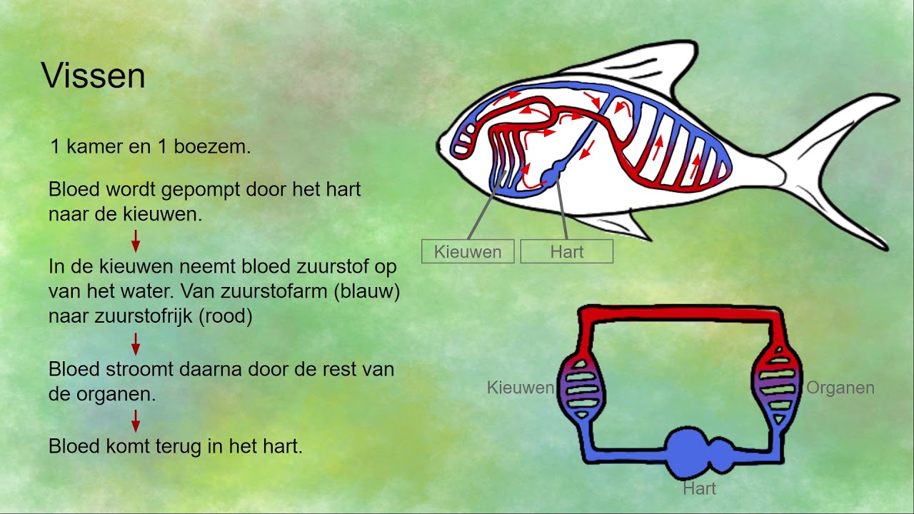 Bloedsomloop bij insecten en vissen - open en gesloten bloedsomloop