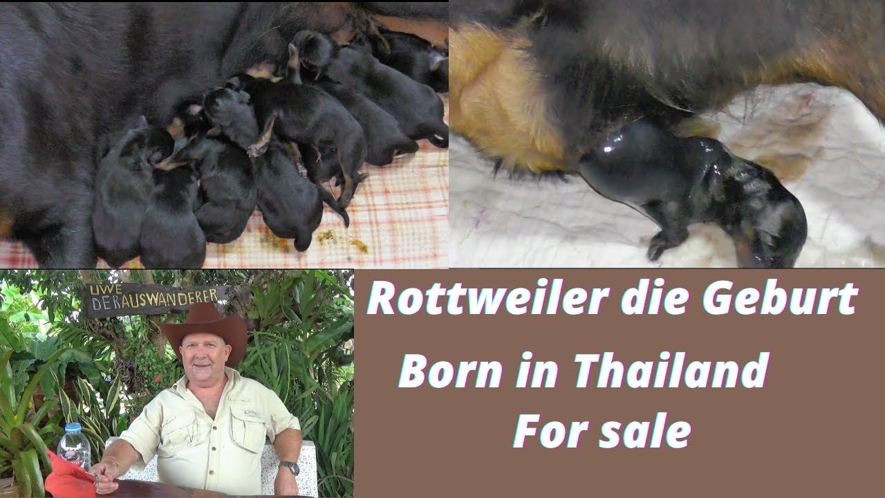 Thailand.  Rottweiler live bei der Geburt dabei. Rottweiler just now at birth. For sale in July
