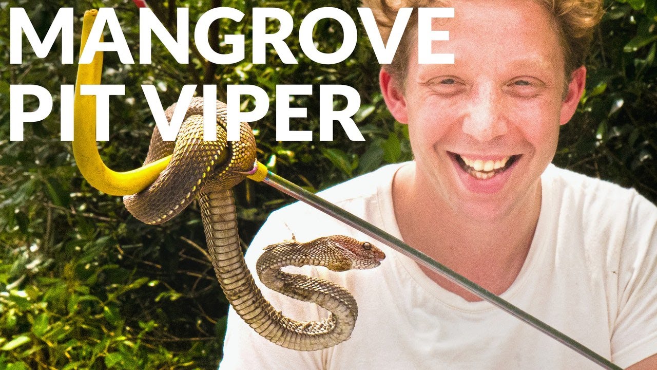 Secret Snake in the Mangroves ?