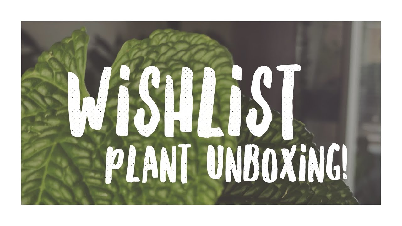 ANTHURIUM PLANT UNBOXING | SHOOTING STAR WISH LIST PLANT