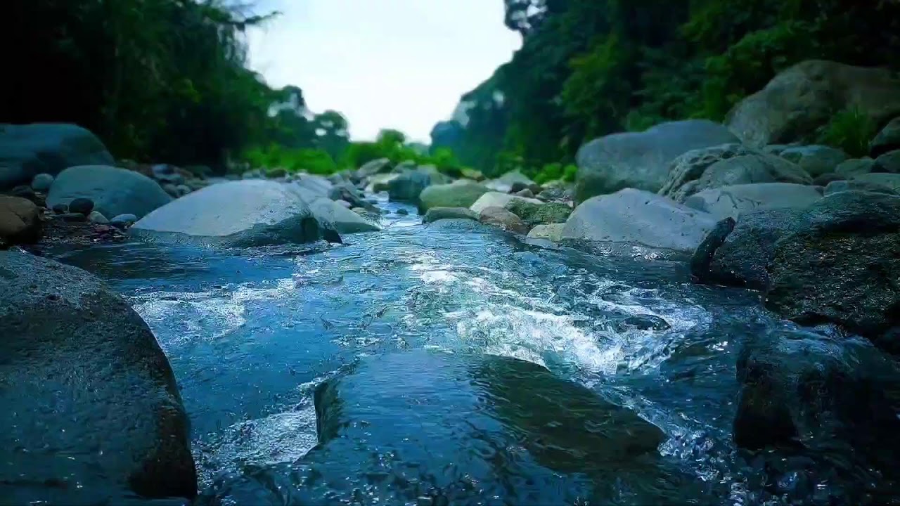 🍃 Morning Forest River ASMR Sounds for Deep Sleep, Relaxation & Calm Focus