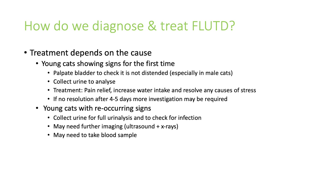FLUTD presentation